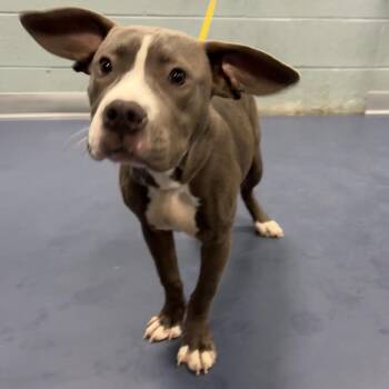 Dumbo -  Pit Bull Terrier Dog for Adoption in Greensboro, North Carolina - Dumbo | PetCurious