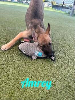 Amrey -  German Shepherd Dog and Husky Dog for Adoption in Westbury, New York - Amrey | PetCurious