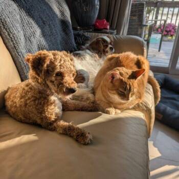Eileen -  Maltese and Miniature Poodle Dog for Adoption in Hawkestone, Ontario - Eileen | PetCurious