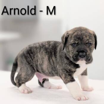 Great Pyrenees and Mixed Breed Dogs Available for Adoption in Griswold, Connecticut - Arnold | PetCurious