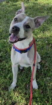 GREGORY -  American Staffordshire Terrier Dog for Adoption in Fort Lauderdale, Florida - GREGORY | PetCurious