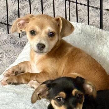 Cotton -  Chihuahua and Terrier Dog for Adoption in Fayetteville, Georgia - Cotton | PetCurious