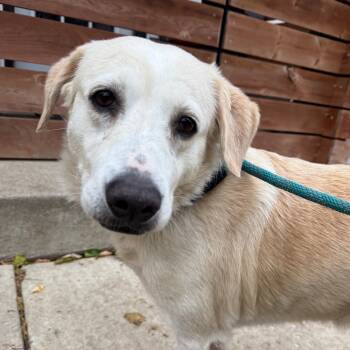 Rescue Yellow Labrador Retriever Dogs for Adoption in Milwaukee, Wisconsin - Lucy $400 | PetCurious