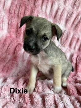 Chihuahua and Schnauzer Dogs Available for Adoption - Deedee *Arriving 2/7* | PetCurious