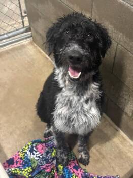 Walter -  Australian Cattle Dog Blue Heeler and Poodle Dog for Adoption in Gillette, Wyoming - Walter | PetCurious