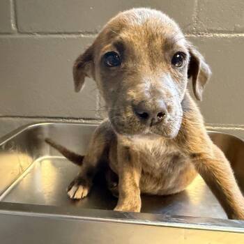 Mixed Breed Dogs Available for Adoption in Buffalo, Minnesota - Mr Ray | PetCurious