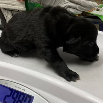 Birdie -  Labrador Retriever and Mixed Breed Dog for Adoption in Galveston, Texas - Birdie | PetCurious