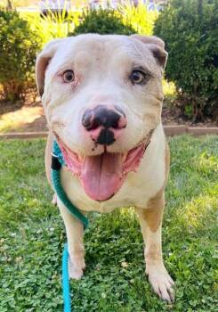 FETTY -  Pit Bull Terrier Dog for Adoption in Sacramento, California - FETTY | PetCurious