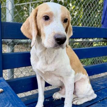 Copper -  Beagle and Mixed Breed Dog for Adoption in Dayton, Ohio - Copper | PetCurious