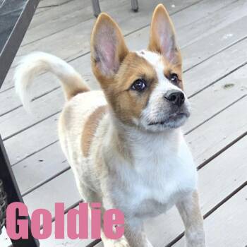 Goldie -  Australian Cattle Dog Blue Heeler and Mixed Breed Dog for Adoption in Ellicott City, Maryland - Goldie | PetCurious