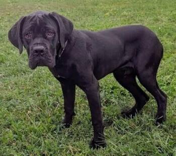 THEO -  Cane Corso Dog for Adoption in Akron, Ohio - THEO | PetCurious