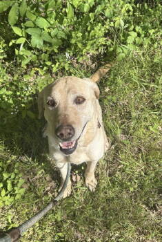 Rescue Retriever Dogs for Adoption in Holbrook, New York - JANE | PetCurious