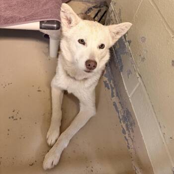 Siberian Husky Dogs Available for Adoption - Tina | PetCurious