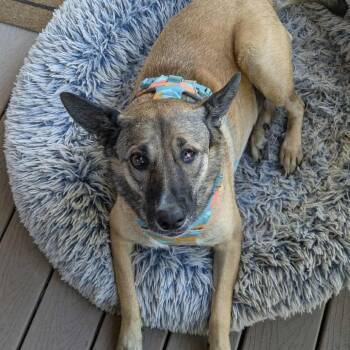 Rescue Shepherd and Mixed Breed Dogs for Adoption in Bend, Oregon - Maui | PetCurious
