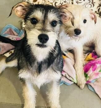 Rescue Standard Schnauzer and Terrier Dogs for Adoption in Carlsbad, California - Mokka | PetCurious