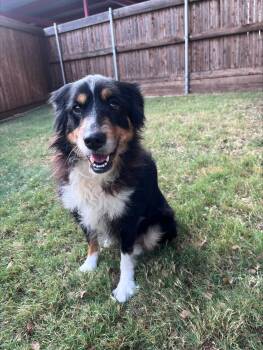 Lexi A221089 -  Australian Shepherd Dog for Adoption in Plano, Texas - Lexi A221089 | PetCurious