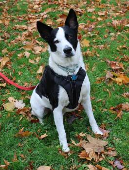 Rescue Shepherd and Husky Dogs for Adoption in Harrison, New York - Koda | PetCurious