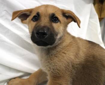 Fisher -  Shepherd Dog for Adoption in Thief River Falls, Minnesota - Fisher | PetCurious
