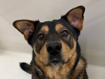 Yogi -  German Shepherd Dog and Australian Cattle Dog Blue Heeler Dog for Adoption in Portland, Oregon - Yogi | PetCurious
