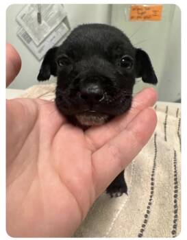 Inkie- Smaller puppy seeks loving home -  Mixed Breed Dog for Adoption in Conway, South Carolina - Inkie- Smaller Puppy Seeks Loving Home | PetCurious