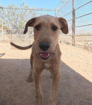 Oliver -  Airedale Terrier Dog for Adoption in San Tan Valley, Arizona - Oliver | PetCurious