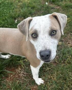 Mixed Breed Dogs Available for Adoption in Wilkesboro, North Carolina - Toodles | PetCurious