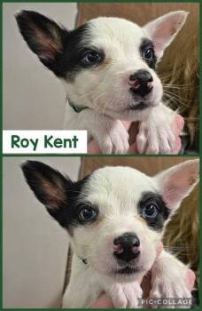Australian Cattle Dog Blue Heeler Dogs Available for Adoption - Roy Kent | PetCurious