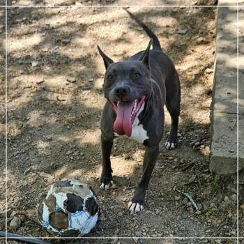 Presley -  Pit Bull Terrier and Xoloitzcuintli Mexican Hairless Dog for Adoption in Clarksville, Arkansas - Presley | PetCurious