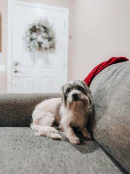 Shih Tzu and Yorkshire Terrier Dogs Available for Adoption - Virgil | PetCurious