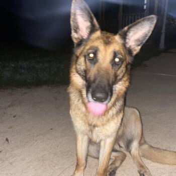 Rescue German Shepherd Dog Dogs for Adoption in Cumming, Georgia - Harley | PetCurious