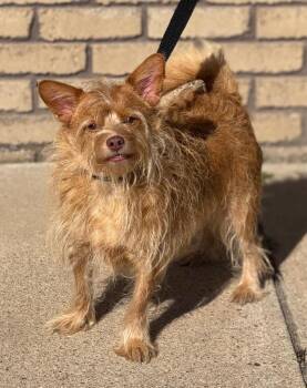 Eddie -  Terrier Dog for Adoption in Columbus, Nebraska - Eddie | PetCurious