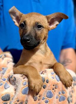 Mixed Breed Dogs Available for Adoption - Kip | PetCurious
