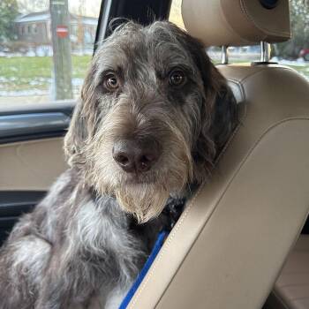 Labrador Retriever Dogs Available for Adoption - Rocky #6690 (aka Rocket) | PetCurious