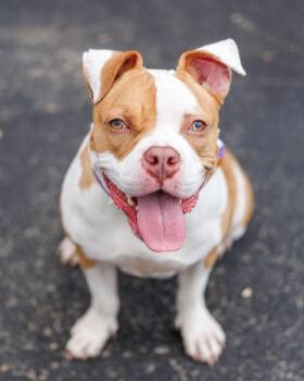 Mixed Breed Dogs Available for Adoption - Cheyanne | PetCurious