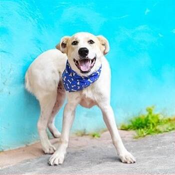 Rescue Great Pyrenees Dogs for Adoption in Brock, Texas - Wylie | PetCurious