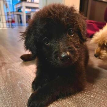Charlie -  Mixed Breed Dog for Adoption in Myrtle Beach, South Carolina - Charlie | PetCurious