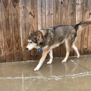 Husky Dogs Available for Adoption in Freeport, Florida - Artemis | PetCurious