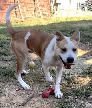 261524  Dudley -  American Bulldog Dog for Adoption in Wetumpka, Alabama - 261524  Dudley | PetCurious