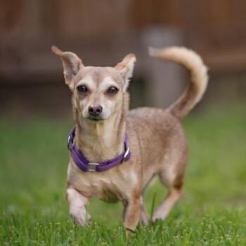 Mac -  Chihuahua Dog for Adoption in Park Row, Texas - Mac | PetCurious