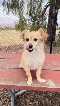 A198471 -  Toy Fox Terrier Dog for Adoption in Fremont, California - A198471 | PetCurious