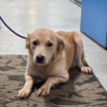 CT Elizabeth -  Australian Shepherd and Golden Retriever Dog for Adoption in Stormville, New York - CT Elizabeth | PetCurious