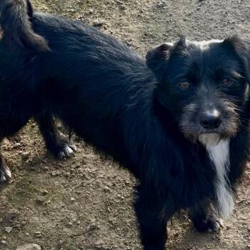 Scottish Terrier Dogs Available for Adoption - King Charles | PetCurious