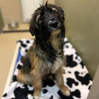 Bitsy 260345 -  Mixed Breed Dog for Adoption in Gladstone, Michigan - Bitsy 260345 | PetCurious
