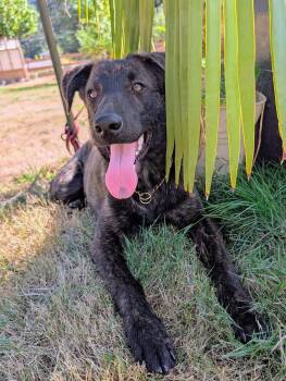 Buddy -  Dutch Shepherd and German Shepherd Dog Dog for Adoption in Beavercreek, Oregon - Buddy | PetCurious