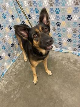 ROYAL -  German Shepherd Dog Dog for Adoption in Rosenberg, Texas - ROYAL | PetCurious