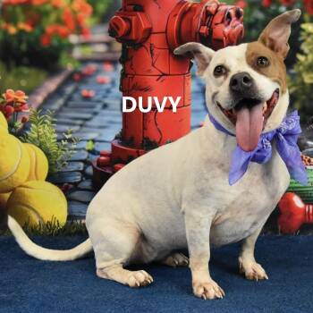 Duvy -  Mixed Breed Dog for Adoption in San Francisco, California - Duvy | PetCurious