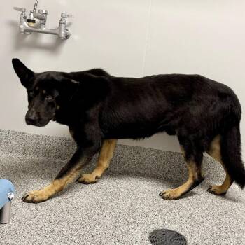 King -  German Shepherd Dog Dog for Adoption in Wichita, Kansas - King | PetCurious