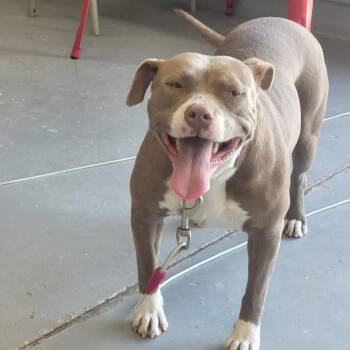 Terrier Dogs Available for Adoption - Mama | PetCurious