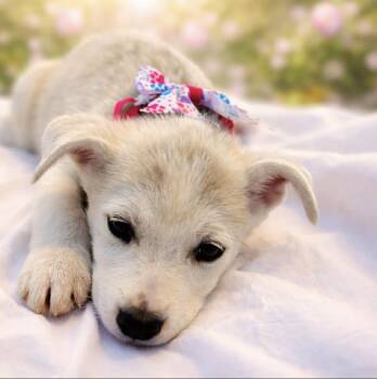 Retriever and Hound Dogs Available for Adoption in Lucas, Texas - Fiona | PetCurious