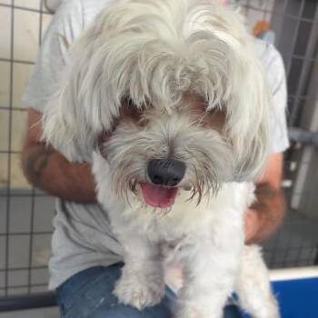 Rowdy -  Terrier and Mixed Breed Dog for Adoption in Blairsville, Georgia - Rowdy | PetCurious